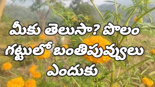 మీకు తెలుసా? పొలం గట్టులో బంతిపువ్వులు ఎందుకు. do you know Why are marigolds in the field ridge?