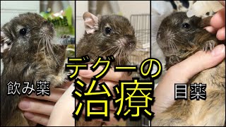 デグー 自宅で一人で薬を与える方法 How to give Degu's medicine at home alone