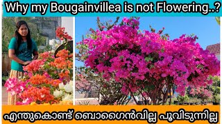 Bougainvillea Not Flowering | 7 Must Know Reasons | ബൊഗൈൻവില്ല പൂവിടാത്തതിന് കാരണം എന്ത്