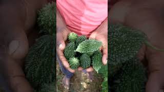 Ankur Tillu Bitter gourd (Tillu Karela)garmi ki kheti $aur adhik jankari ke liye like aur subscribe