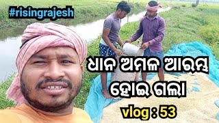 ଆରମ୍ଭ ହେଲା ଧାନ ଅମଳ // daily vlog // rising rajesh #risingrajesh