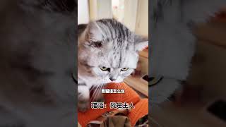 不要分不清大小王了猫咪🐱猫咪的迷惑行为 猫咪 猫语十级