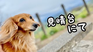 101【ダックスフンド】安中市・軽井沢町『旧碓氷峠見晴台』にて // I went to Observatory with my dog (dachshund)!