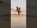 horse angry arabian horse angry 😡 explore youtubeshorts trending shorts fyp explorepage fyp