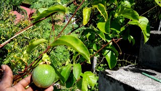 GROWING PASSIONFRUIT IN A POT UPDATE: Agrosuede