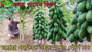 পেঁপে চাষের সম্পূর্ণ ট্রেনিং~Papaya Farming Training BD