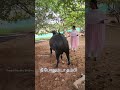 என்க்கு நீ போதும் டா தம்பி🫂💋❤️ jallikattu bulls feed youtubeshorts feedshorts trendingvideo akka