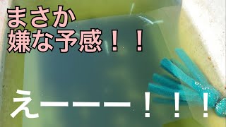 高級改良メダカの稚魚選別してみた結果に驚愕⁉︎