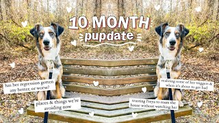 How I'm Getting Through the Teenage Phase with a 10 Month Australian Shepherd | 10 Month Pupdate