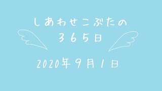 株式会社SCRIT　「しあわせこぶたの３６５日」９/１