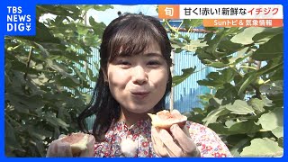 プチプチ食感！イチジクの魅力【SUNトピ】｜TBS NEWS DIG