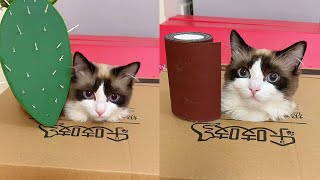 这猫上厕所竟然用砂纸，我家猫咪有迷惑行为！#funny #幽默 #cat #搞笑 #可爱 #貓咪