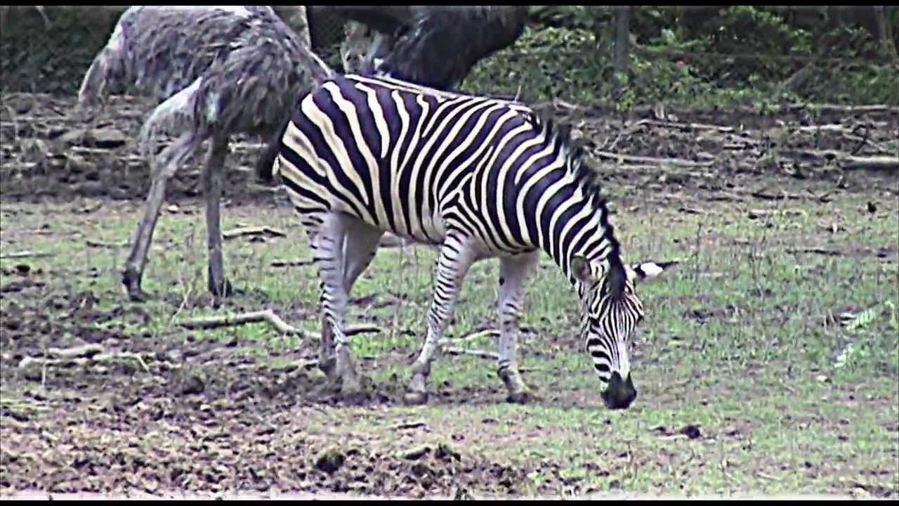 Zebra Youtube