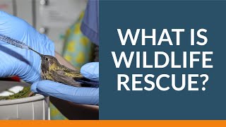 What Is Wildlife Rescue?