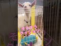 毎日のルーティン ヤギのいる暮らし ヤギと子ども ヤギ babygoat