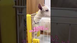 毎日のルーティン #ヤギのいる暮らし #ヤギと子ども #ヤギ #babygoat