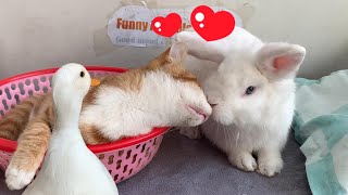 So funny! The rabbit fell in love with the kitten and didn't allow the duck to sleep on the bed