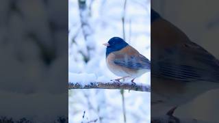 Bird in the snowy #birds #snow