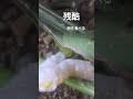 虫嫌いがお届けする虫たち 残酷 生物 観察 鬼 虫 insects 虫嫌い ショウリョウバッタ トノサマバッタ 卵 食べる 残酷 自然 危険生物 locusts おすすめ