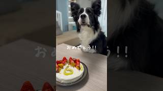 Happy Birthday✨材料3つ！犬用ケーキの作り方#shorts