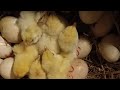 Hoabachthuy  đang phát trực tiếp!Hatching chicks, incubation of long-tailed ornamental chickens