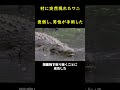 村に近づいた異常なワニ！🐊