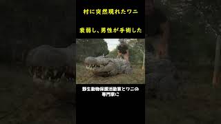 村に近づいた異常なワニ！🐊