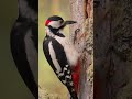 great spotted woodpecker pecking wood