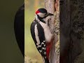 great spotted woodpecker pecking wood