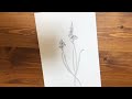 イキシア africancornlily 花の線描画制作過程