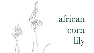 イキシア   africancornlily 花の線描画制作過程