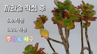 적심한 까라솔 Aeonium kiwi \u0026 원종에보니 Echeveria agavoides ebony 분갈이 korean succulent plants #다육이를부탁해