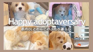 【キャバション】23歳飼い主が愛犬をお迎えした幸せな朝