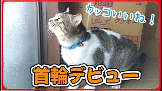 【首輪記念日】初めて首輪をつけたチビ猫の様子　20250202、カラス＆四つ足クインテット（仮）