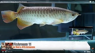 Banjar Red \u0026 RTG Arowana #f11