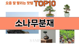 가장 많이 팔린 소나무분재 추천 Top10!