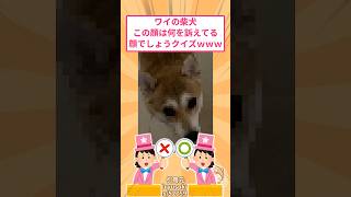 柴犬の顔から何をされている表情か当てるクイズがヤバすぎたwww #2ch #2ch面白いスレ #2ch名作スレ #2chまとめ #なんj