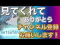 【ウマ娘】ジェミニ杯！勝つためにやるべき事、コツを徹底解説！！長距離は必要以上にスタミナが要る！金回復必須？【ウマ娘プリティダービー】