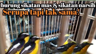 burung sikatan mas \u0026 sikatan Narsih! Serupa tapi tak sama!