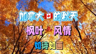 🌹加拿大的秋天，枫叶🍁风情，如诗如画🌹 （《仓央嘉措情歌》吉他🎸曲 纯音乐 完整版吉他演奏：曲木老表）#加拿大的秋天#枫叶风情#仓央嘉措情歌#吉他曲#纯音乐#曲木老表演奏#