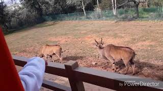 六福村搭小火車看動物好玩啊