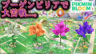 【ピクミンブルーム】ブーゲンビリアで大苦戦...。【Pikmin Bloom】