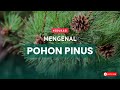 Mengenal Pohon Pinus