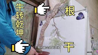 崖柏附木盆景(四)藉這棵\