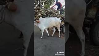 Hallikar and a Hebandi ox lifting the sugarcane load