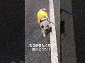 2025年2月19日　しゃ パグ pug パグ大好き 癒し 犬のいる生活 ワンちゃん イヌ