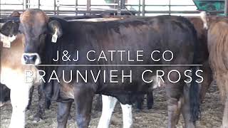 J\u0026J Cattle Co-Braunvieh Cross Heifers-Tap HERE to pull up details below!