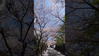 石切桜坂