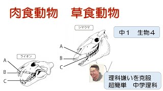 【超簡単　中学校理科】『１年　生物４（肉食動物・草食動物）』