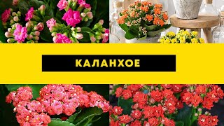 КАЛАНХОЕ | КІМНАТНІ РОСЛИНИ |  Agro-Market.ua